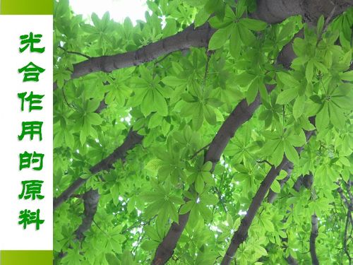 河北少兒版八年級生物上冊第三章第二節(jié)《光合作用的原料》課件解析（共27張PPT）