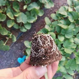 京冀攜手，科技興農(nóng) 北京農(nóng)學(xué)院科技成果轉(zhuǎn)化承德市試驗(yàn)示范基地項(xiàng)目在河北生物領(lǐng)域的新探索